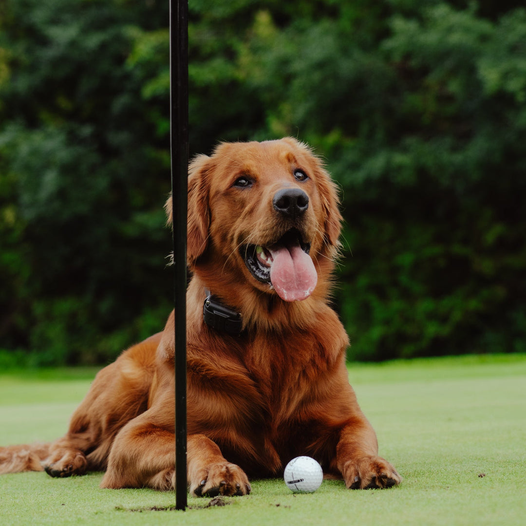 Good Boy Golf Club Hoodie
