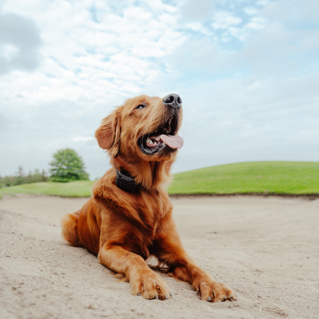 Good Boy Golf Club Tee