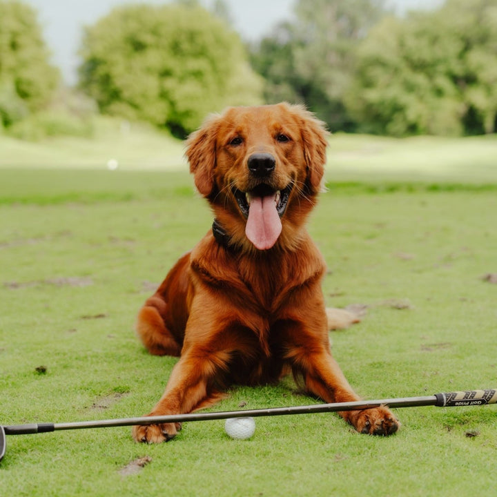Good Boy Golf Club Hoodie - Full Wedge Golf